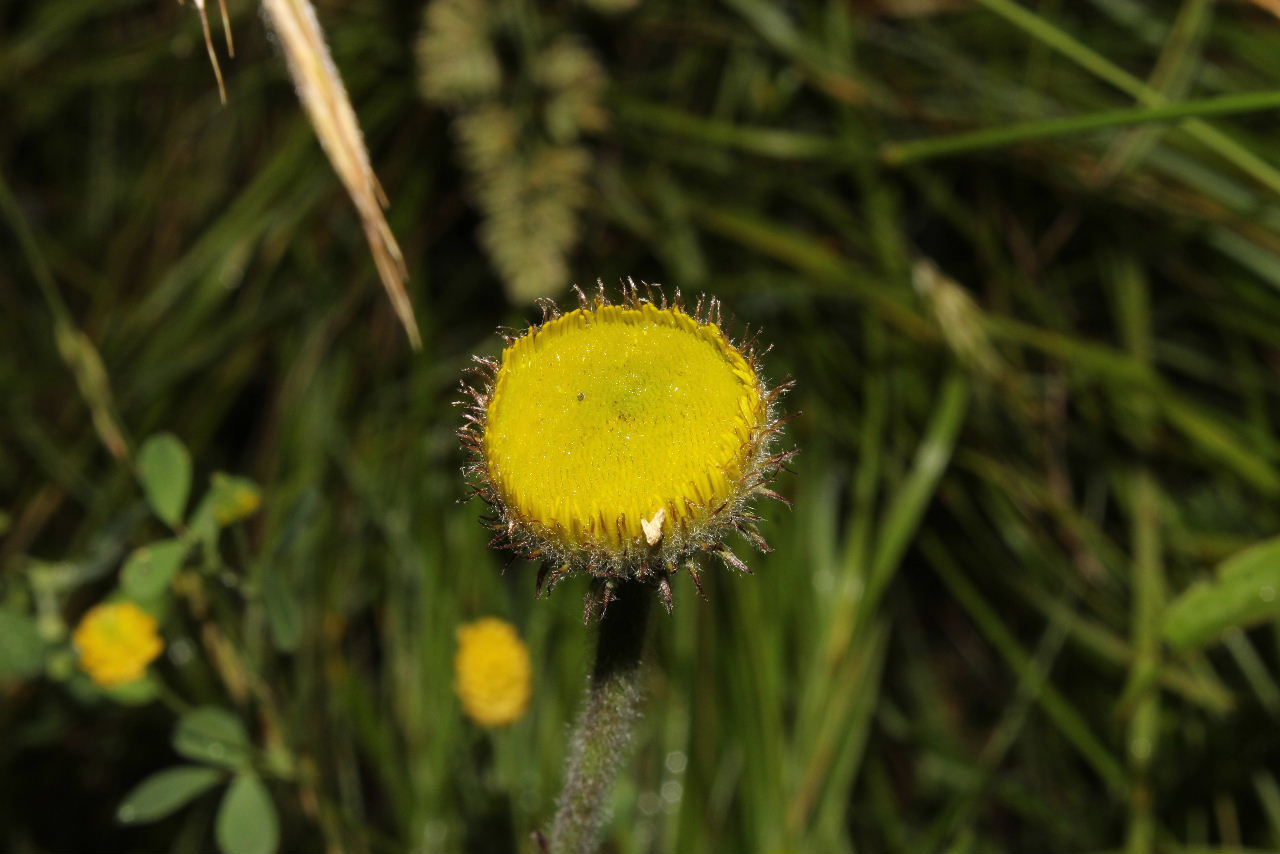 Pulicaria odora / Incensaria odorosa